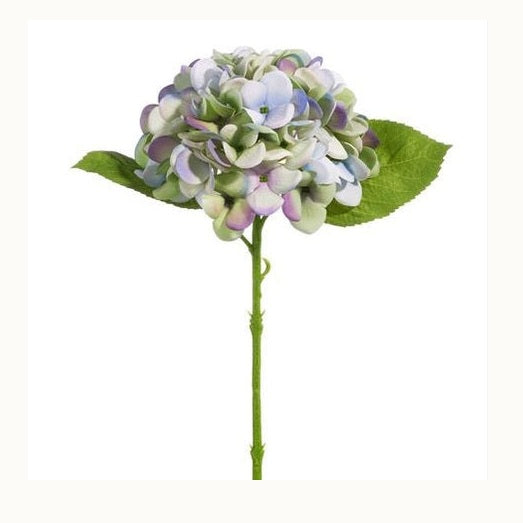 Studio photograph of a single hydrangea stem against a white background featuring a globe-like cluster of lavender and seafoam green petals with two broad serrated leaves and a long textured stalk